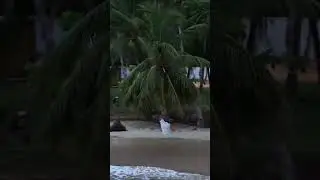 Entspannung im Paradies 🌴 / Dominikanische Republik 🇩🇴  Palmenschaukel am Playa Cos&oacute;n gefunden 😍