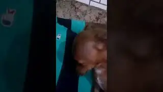 Cachorrinho tomando bronca porque feiz xixi no sofá.