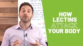How Lectins Attack Your Body | BodyManual