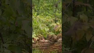 The Boss Squirrel