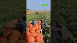 Experience the Magic of American Harvest Season