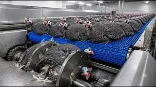 The Truth Inside a Famous Guinea Fowl Processing Mega Factory | The Complete Process