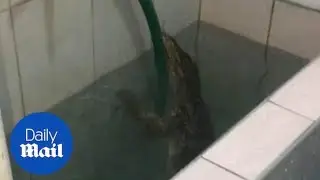 Moment Thai man founds huge monitor lizard in water tank