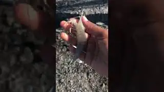 Price lake road bait