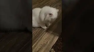 Cute kitty sticking her tongue out #cute #cats #cat #shorts #trending #viralvideo #gato #baby #fyp
