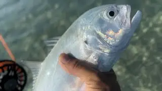 Fall Grind Multi Species Saltwater Fly Fishing EP.1 Miami, FL