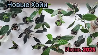 Новые хойи / июнь 2025