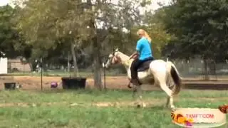 Legend's nice, smooth gaits. MFTHBA for sale in Texas.
