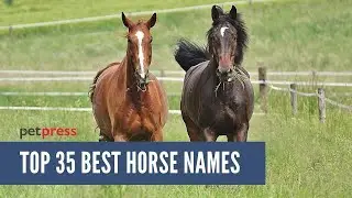 35 BEST NAMES FOR HORSES EVER | PetPress