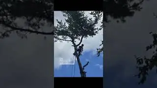 #treework #chainsaw #treeexpert #sthilchainsaw #treeclimbing #treeremoval #treeexpert