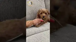 If you want a smart but sweet puppy, the Cavapoo is perfect for you! We currently have a few Cavapoo