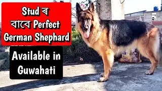 German Shephard Stud Service in Guwahati । Perfect Long Coat GSD male For Stud 