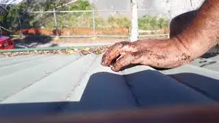 How to clean gutters- Tree growing in gutter