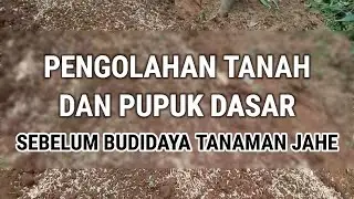 OLAH TANAH SEBELUM BUDIDAYA JAHE