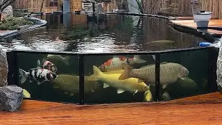 Ultimate Guide to Stunning Koi: Expert Tips and Breathtaking Footage!