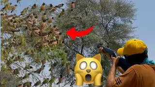 &ldquo;Russian Bird Hunt: The Rosy Starling Invasion!&rdquo;
