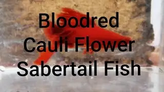 Cara mengawinkan ikan pedang yang harganya jutaan, Bloodred cauli flower sabertail