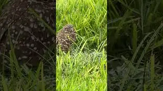 Baby Burrowing Owls Day 3 Out!