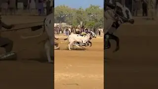 Bull race Daba Hassaryia 2025 at khad factory! vipdandigroup #fatehjangibull #ytshorts #shortsvideo