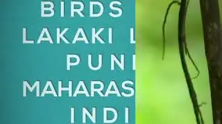 Birds at Lakaki Lake, Pune, Maharashtra, India.