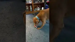 He&rsquo;s going ham for a ham bone ￼ #dog #happydog #puppy