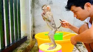Wow smart baby monkey Julie stand up when daddy hold her tail.