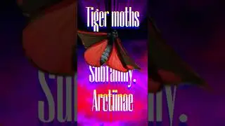 Tiger Moths - Arctiinae
