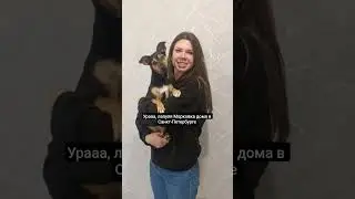 урааа, привет из дома от Лапули❤️ #помощьбездомным #shorfs #животные #милота #собака