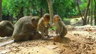 Mama Elsa and Emory and Ellen Bring Her Bb To Find Food to eat  on Field