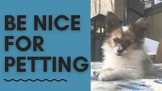 Teach Your Puppy How to Be Nice for Petting