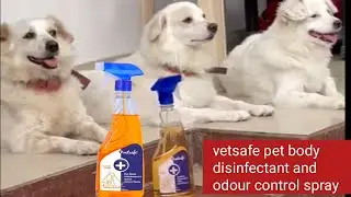 Dog Bad Smell Problem in Summer - How to Control Dog Odor? Hair Shedding Problem #dog
