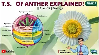 T.S. of Anther in Hindi | Detailed Explanation with Diagram | Amazing Biology Classes