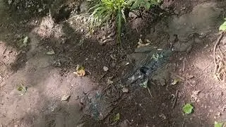 Tar barrels starting to melt in Nightingale Valley