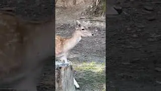 Pretty Bambi #bambi #deer #young #pretty #nature #cute #animals #czech #wildlife #shorts #shortvideo