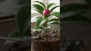 middlemist red camellia japonica #timelapse #flower #camellia