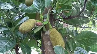 How to grow breadfruit or jackfruit at Mariefields Permaculture Farmstay