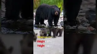 Top 10 Largest Bear Species In The World