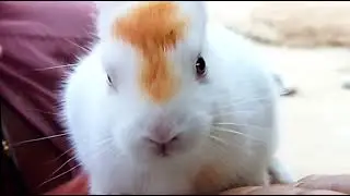 chota rabbit #ytshorts #funny #comedyshorts #trending #shorvideo