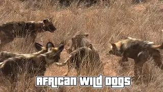 10 Facts About African Wild Dogs