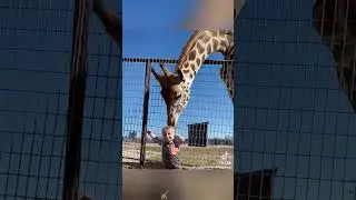 #AnimalCompilation #BestOfAnimals #FunnyShorts #DailyLaughs