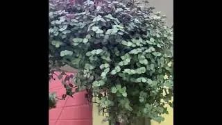 My lovely hanging plants about to  grow 