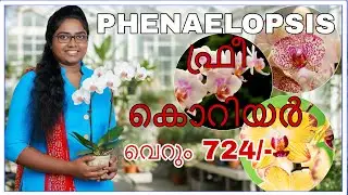Phalaenopsis Orchid Seedlings for Sale at a Low Price! | Phalaenopsis Orchid Seedlings for Sale |...