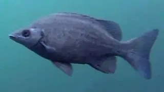 Native fish: Butler's Grunter or Sharp-nose Grunter (Syncomistes butleri) in Kakadu