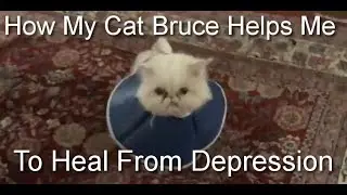How My Cat Bruce Helps Me to Heal From Depression