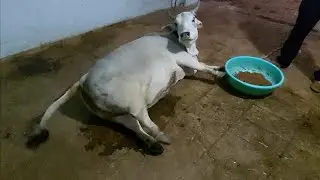 severe abdominal pain in cattle, how vet diagnosed& treated suffering with severe pyometra&lower UTI