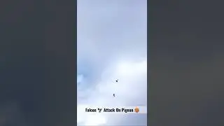 Hawk 🦅 Attack On My Pigeon 🥵 Very Dangerous ✖️