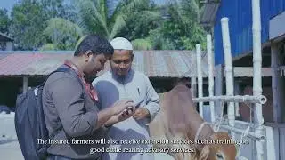 Bangladesh&rsquo;s First Cattle Health Insurance and Muzzle-based Cattle Identification System | Surokkha