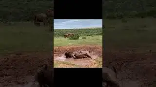 Water buffalo mud bath in Addo Park, South Africa.   #waterbuffalo #mudbath #addowildlife