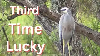 Third Time Lucky