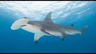 Bahamas Great Hammerhead and Tiger sharks #hammerheadshark #tigershark #bahamas #bimini #tigerbeach
